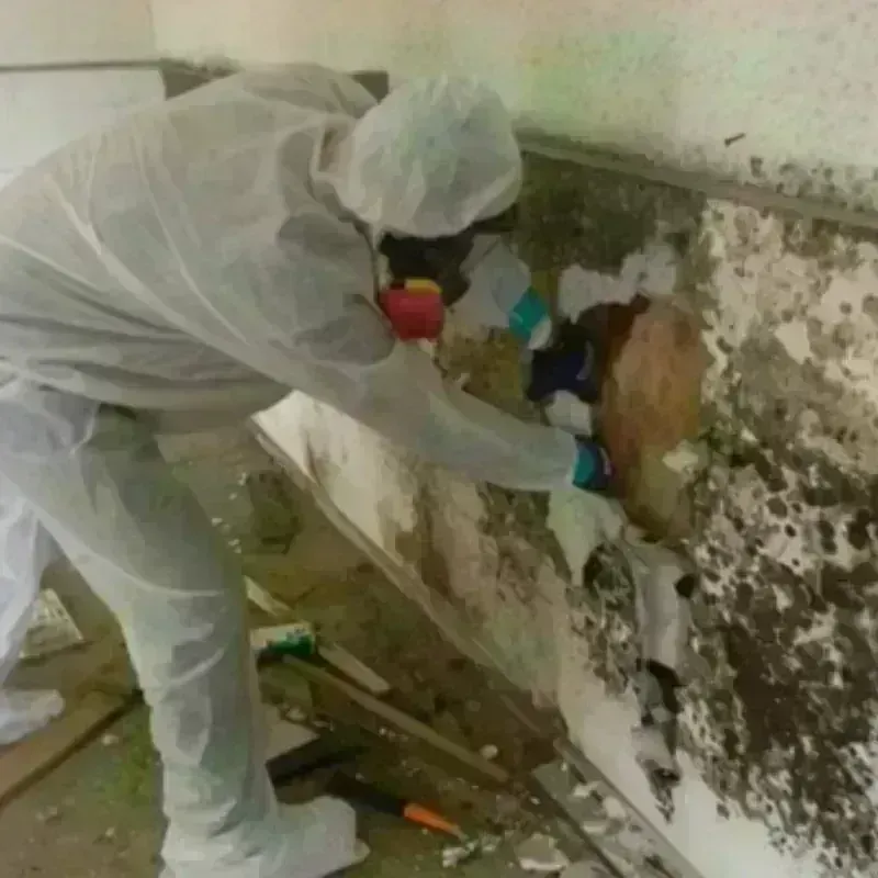 Mold Remediation and Removal in Logan County, WV